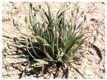 plantago ovata Ispaghul